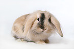 pigmy lop ears bunny