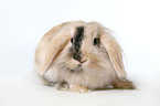 pigmy lop ears bunny