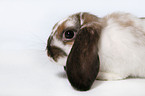 pigmy lop ears bunny