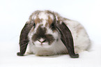 pigmy lop ears bunny