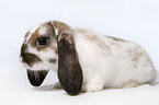 pigmy lop ears bunny