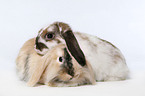 pigmy lop ears bunny