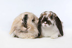 pigmy lop ears bunny