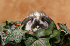 pigmy lop ears bunny