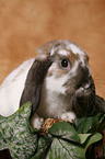 pigmy lop ears bunny