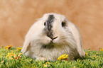 pigmy lop ears bunny