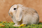 pigmy lop ears bunny