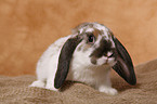 pigmy lop ears bunny