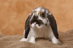 pigmy lop ears bunny