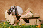 bunny with rodent house