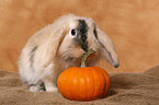 pigmy lop ears bunny