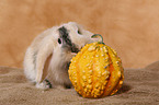 pigmy lop ears bunny