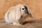 pigmy lop ears bunny