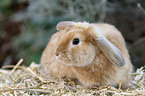 dwarf lop