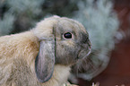 dwarf lop