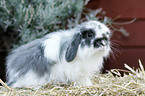 dwarf lop