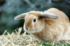 dwarf lop