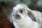 dwarf lop