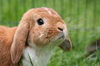 lop-eared bunny