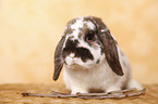 dwarf lop