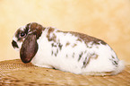 dwarf lop