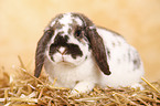 dwarf lop