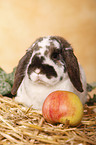 dwarf lop