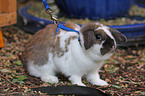 dwarf lop-eared rabbit