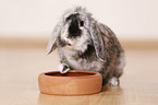 dwarf rabbit