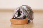 dwarf rabbit