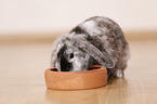 dwarf rabbit