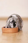 dwarf rabbit