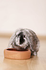 dwarf rabbit