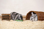 dwarf rabbit