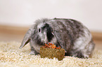 dwarf rabbit