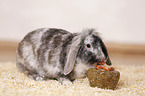 dwarf rabbit