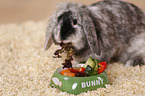 dwarf rabbit