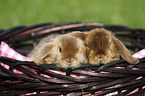 Mini Lop