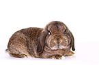 Mini Lop