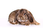 Mini Lop