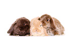 Mini Lop