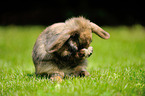 Mini Lop