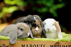 Mini Lop