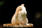 Mini Lop