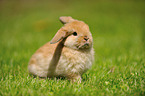 Mini Lop