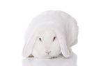 Mini Lop