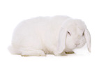 Mini Lop