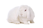 Mini Lop