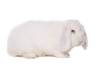 Mini Lop