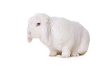 Mini Lop